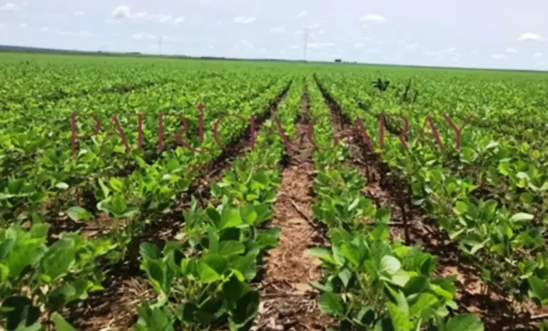 Venda fazendas Brasil 10 Venda fazendas Brasil